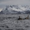Orcas, Skjervøy